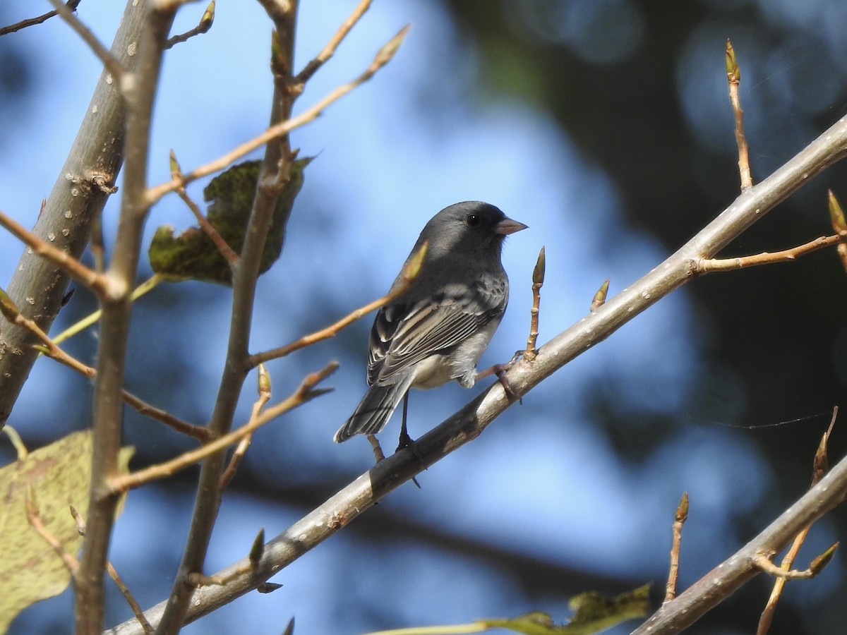 Dark-eyed Junco - ML624225912