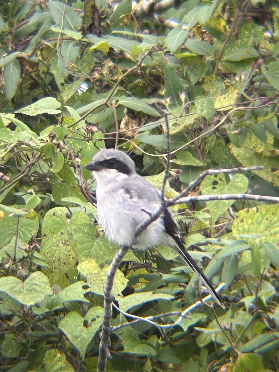 Loggerhead Shrike - ML624225913