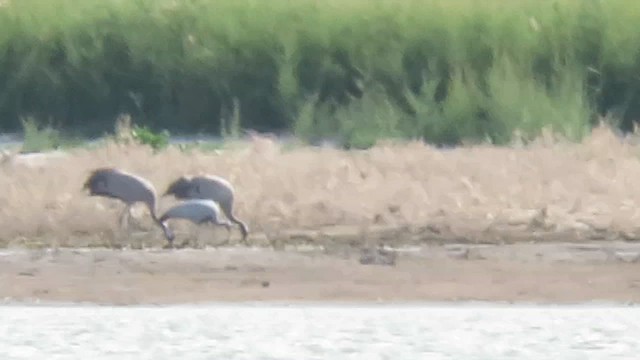 Demoiselle Crane - ML624225918