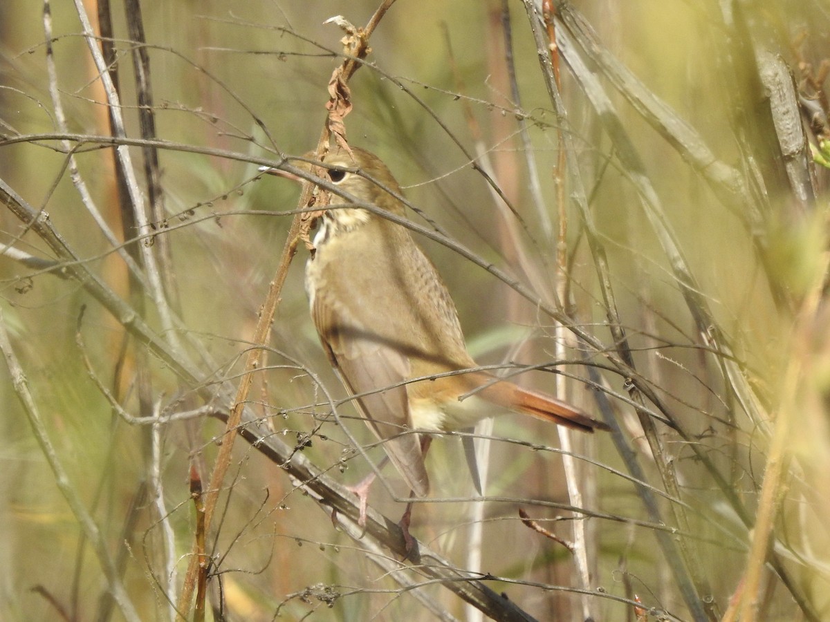 Hermit Thrush - Noam Markus