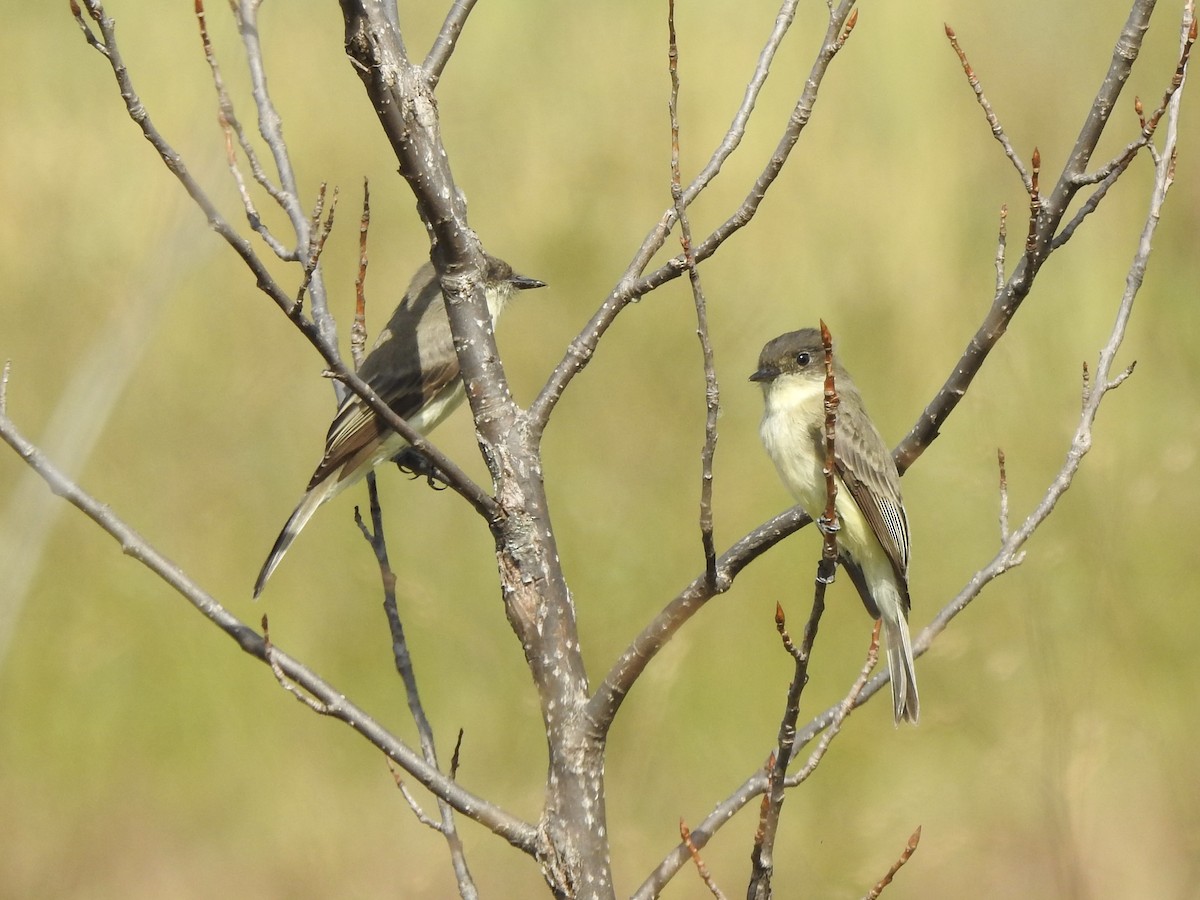 Eastern Phoebe - ML624225924