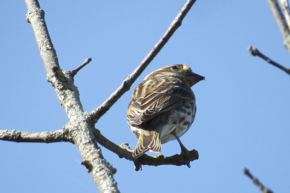 Purple Finch - ML624225929