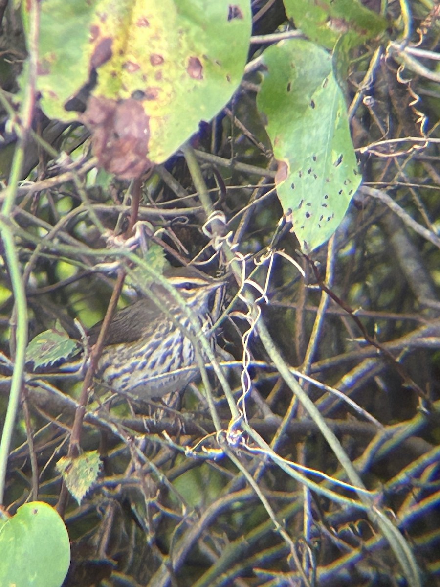 Northern Waterthrush - ML624225931