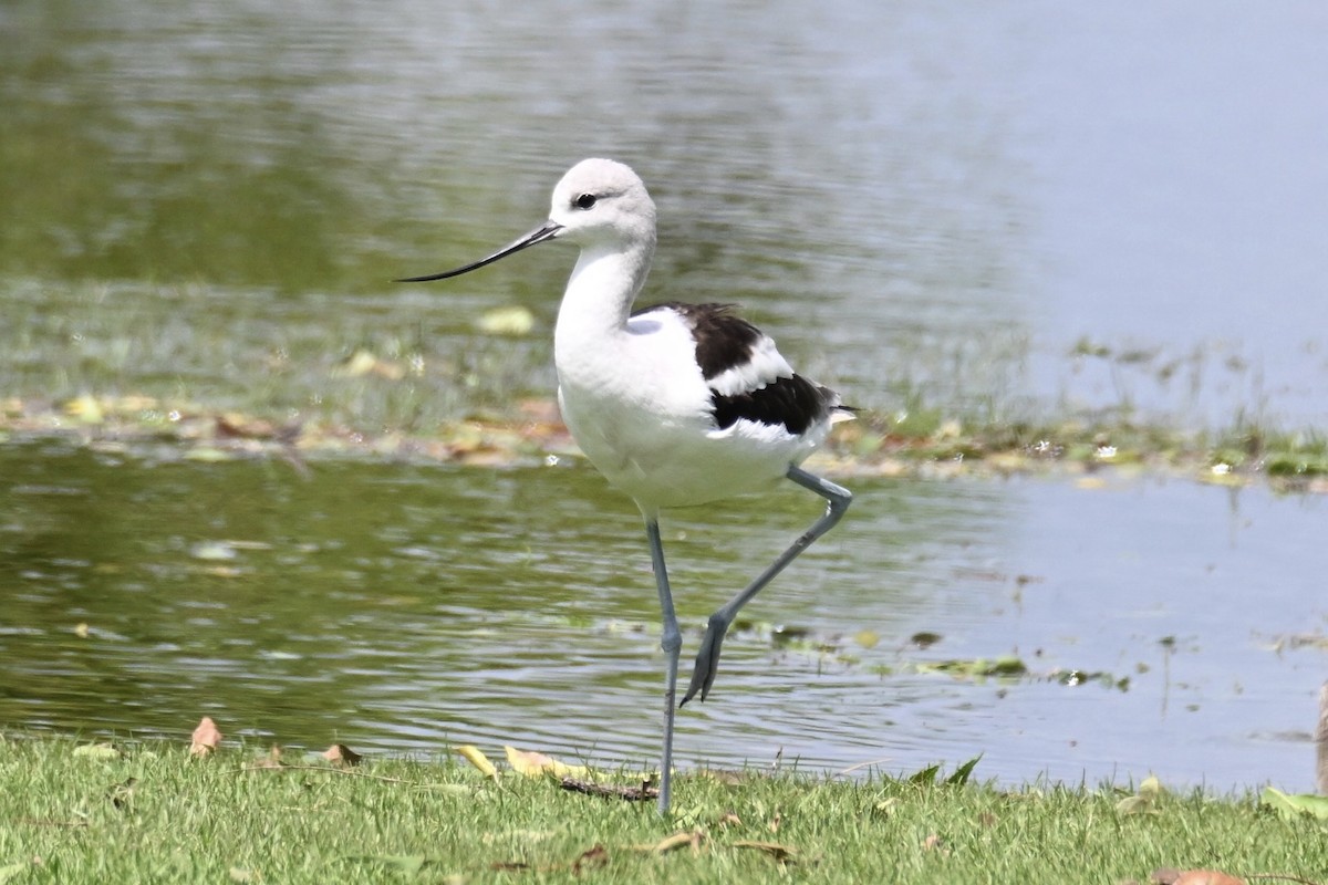 Avoceta Americana - ML624225952