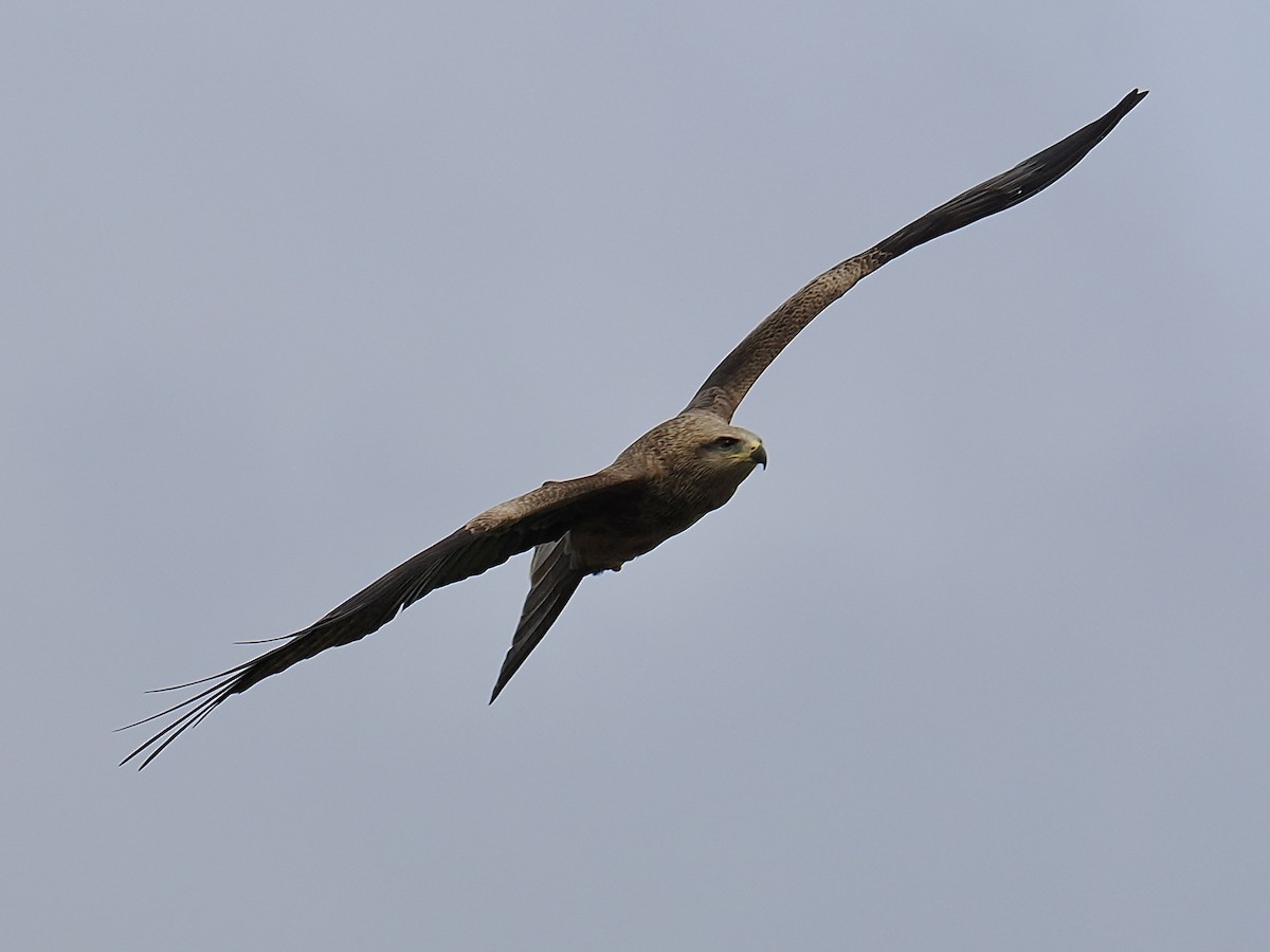 Black Kite - ML624225981