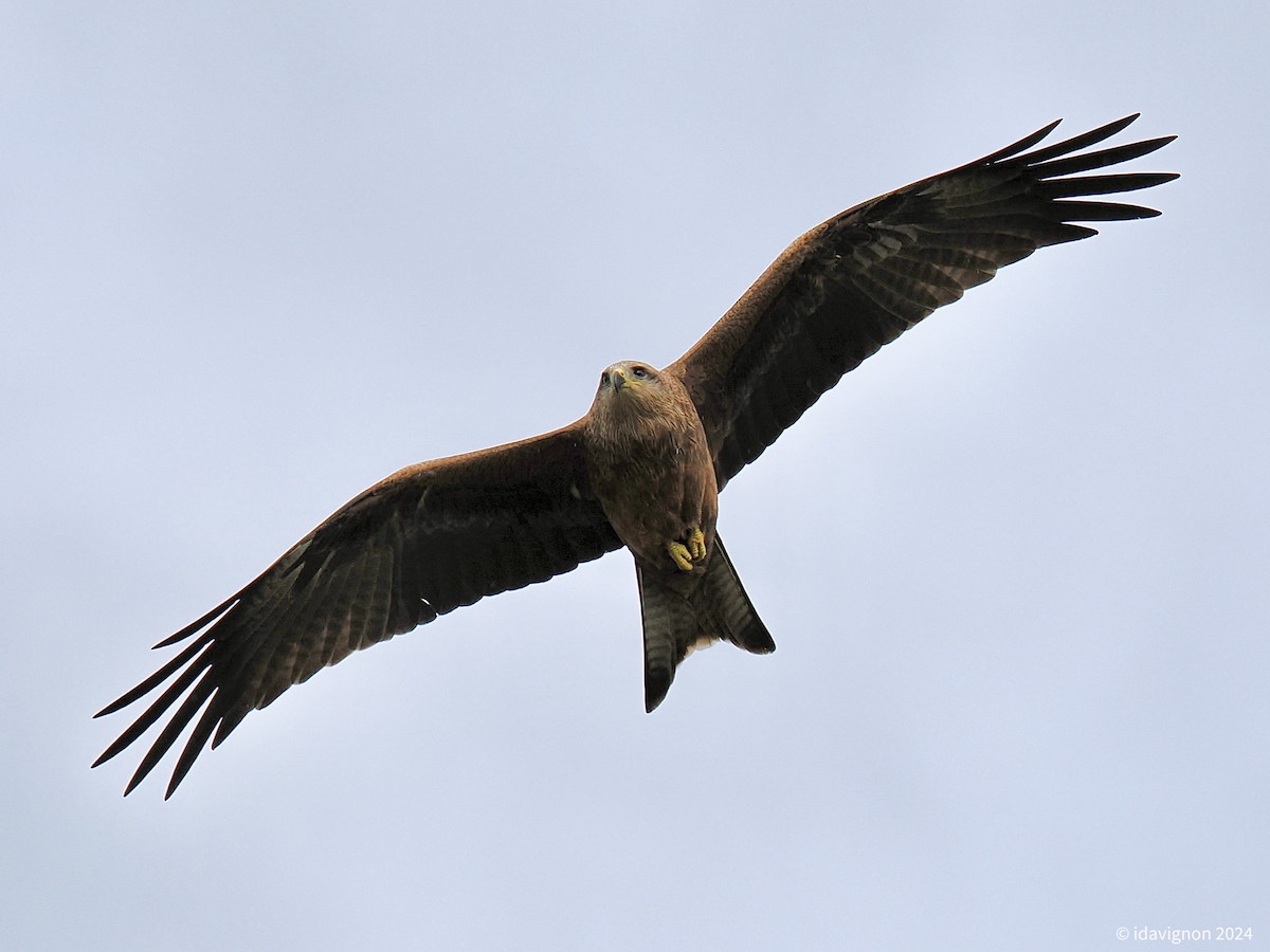 Black Kite - ML624225982