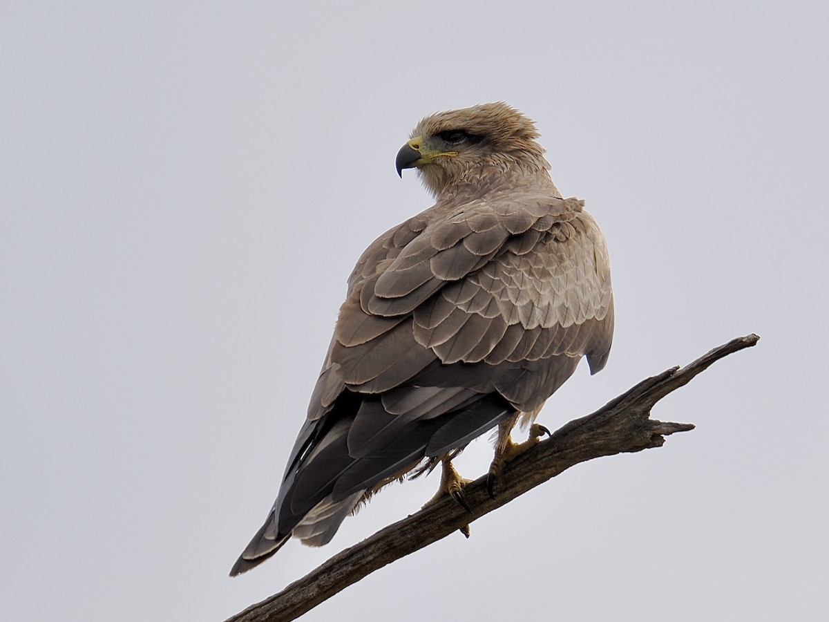 Black Kite - ML624225983