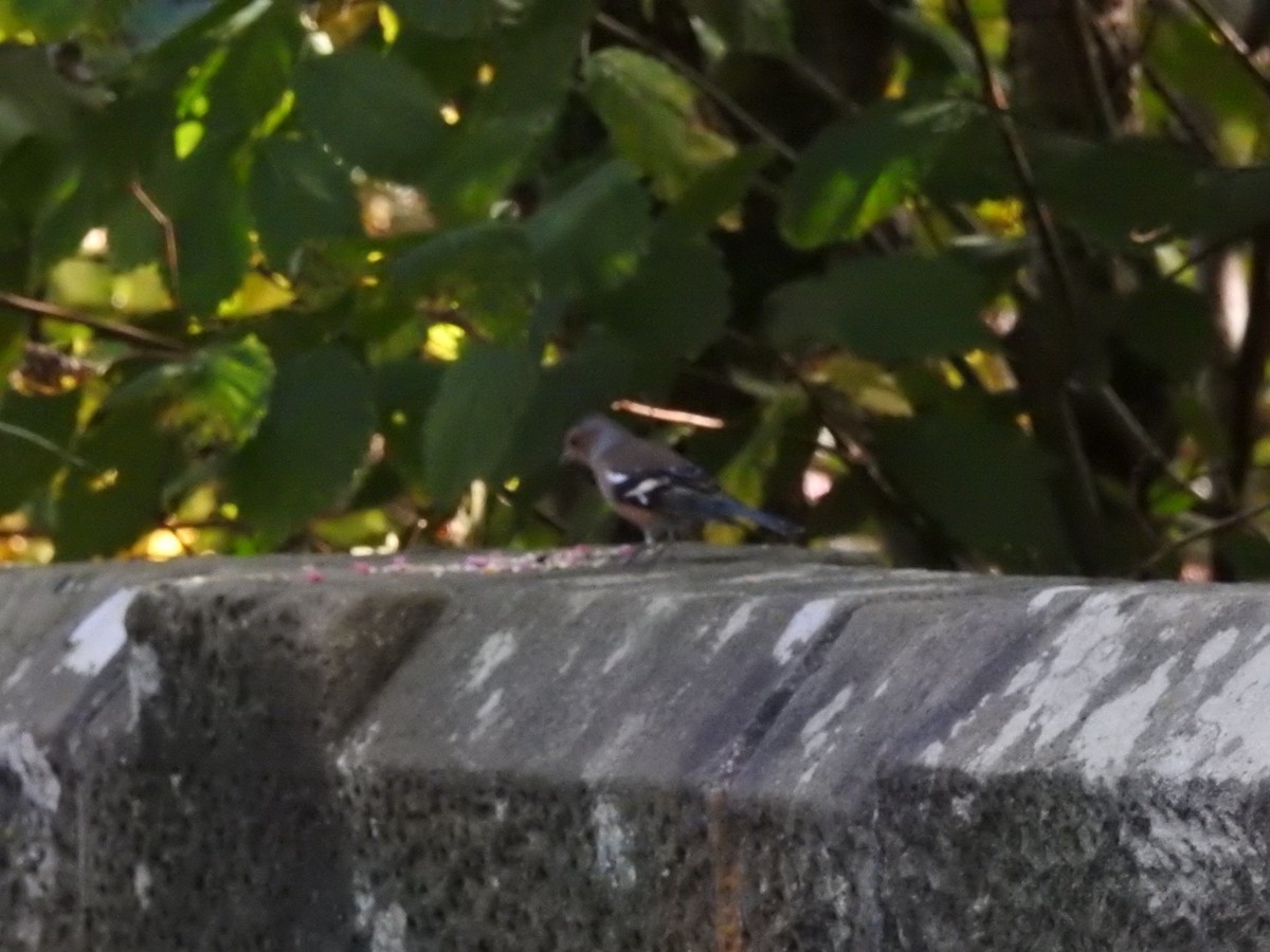 Common Chaffinch - Billy Liddell