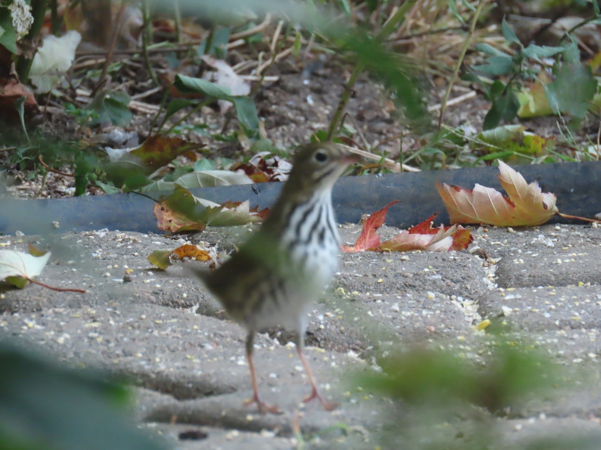 Ovenbird - ML624226001