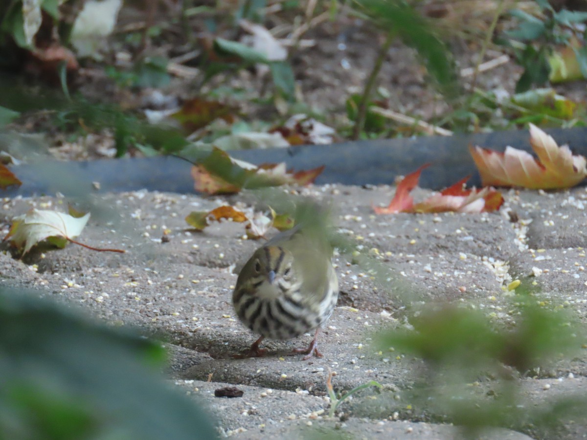 Ovenbird - ML624226002