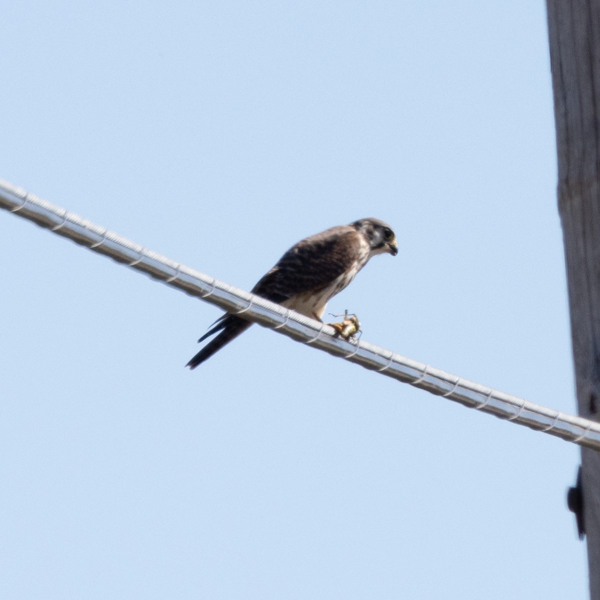 American Kestrel - ML624226007