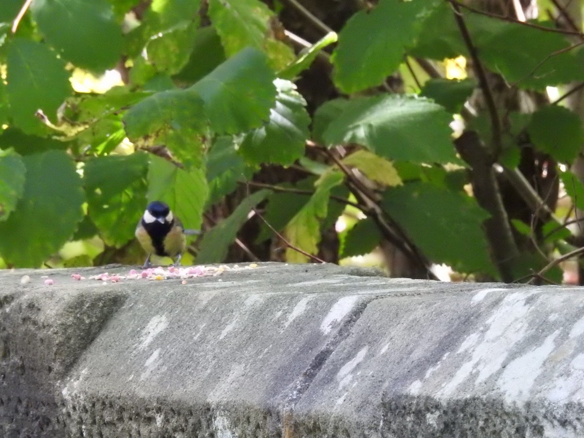 Great Tit - Billy Liddell