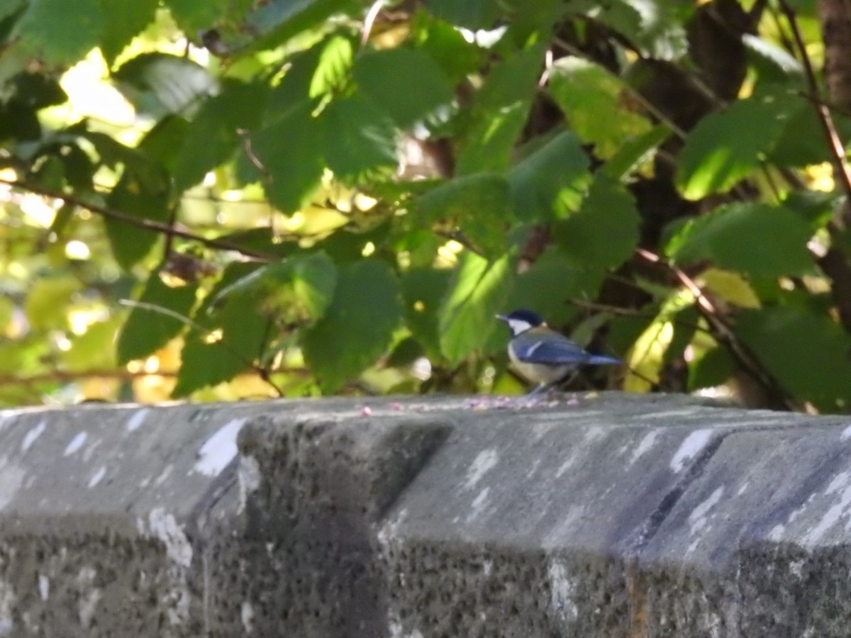 Great Tit - ML624226010