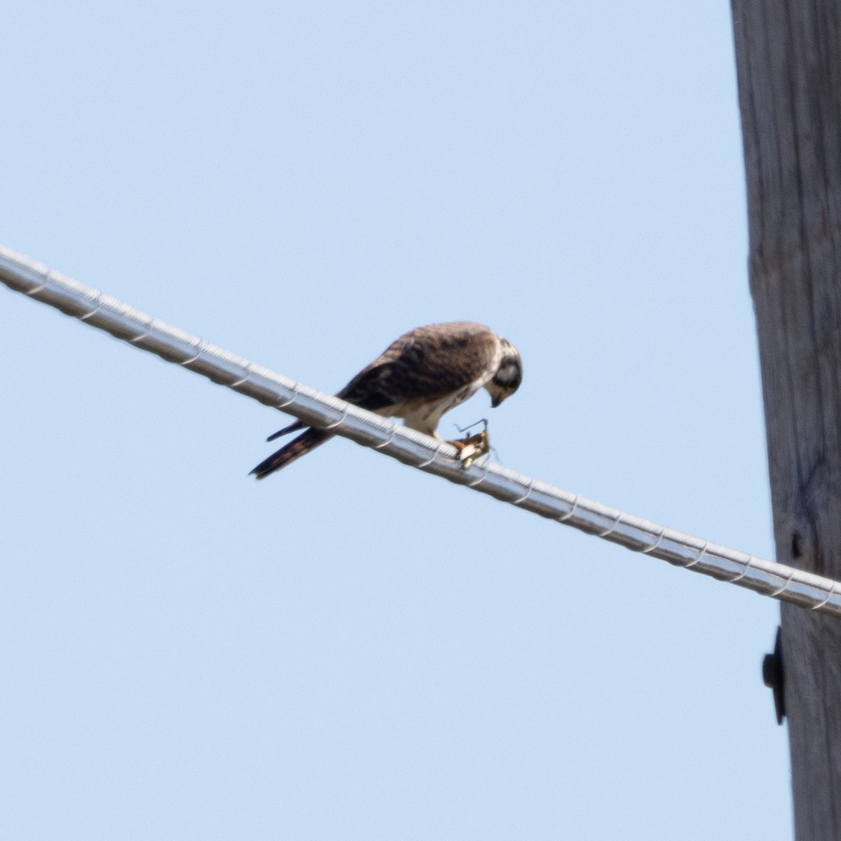 American Kestrel - ML624226012