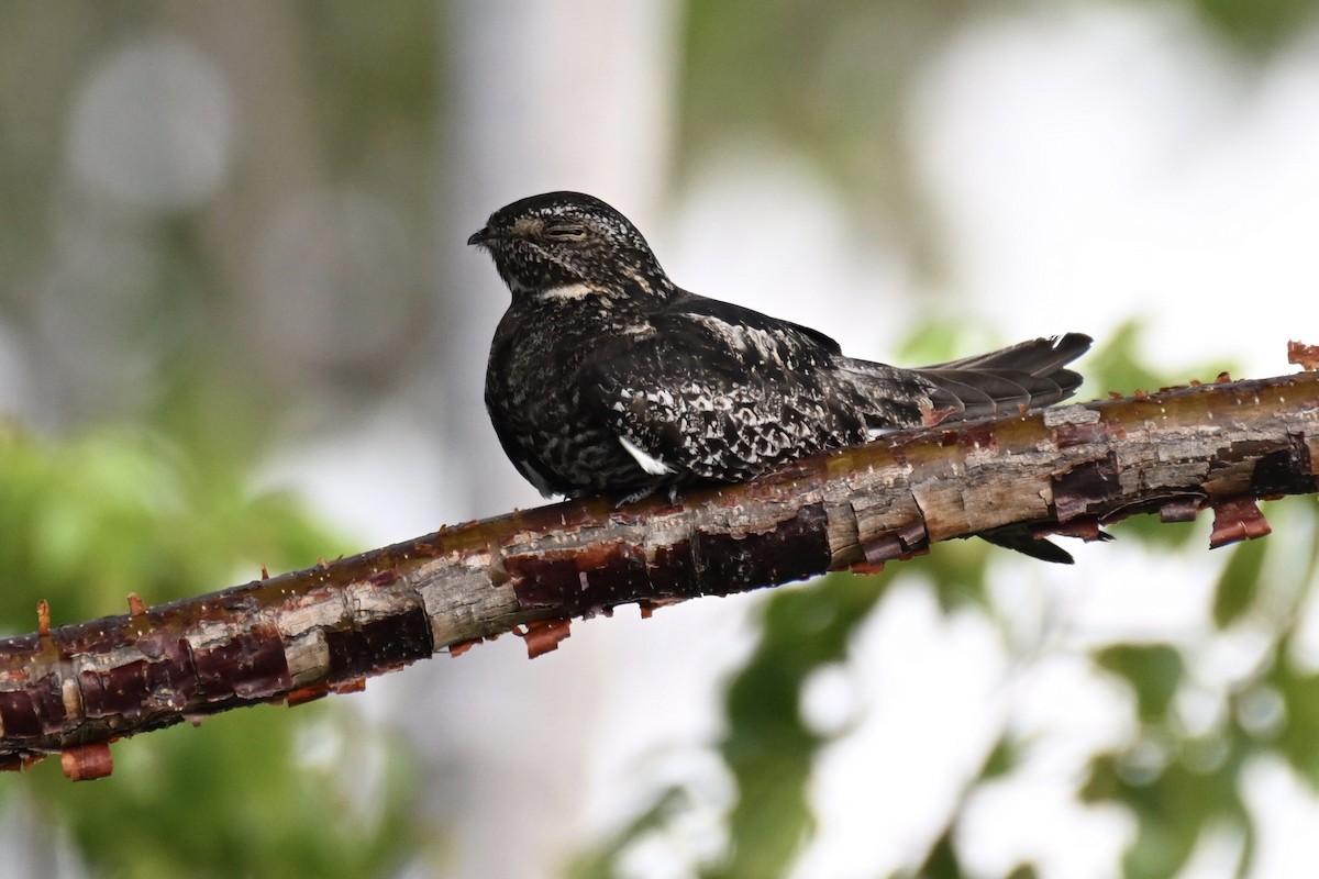 Antillean Nighthawk - Simon Artuch