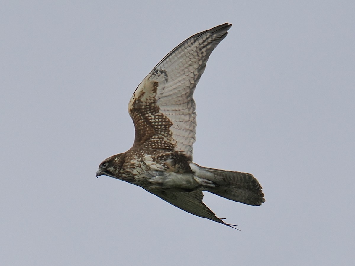 Brown Falcon - ML624226018