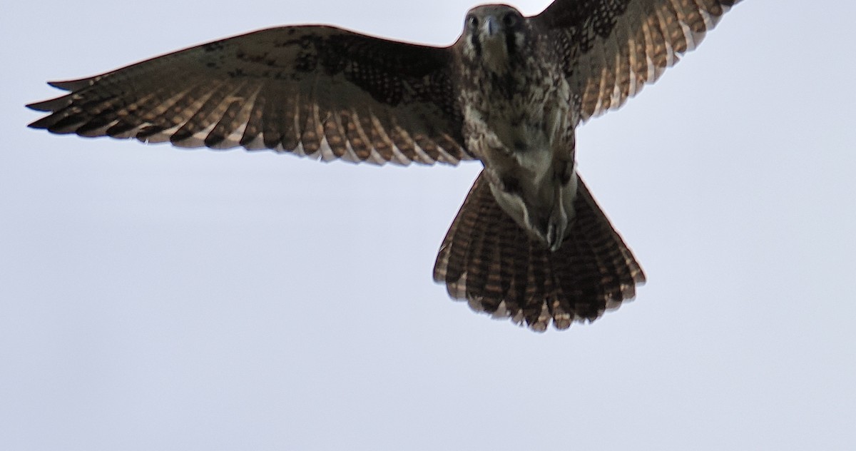 Brown Falcon - ML624226019