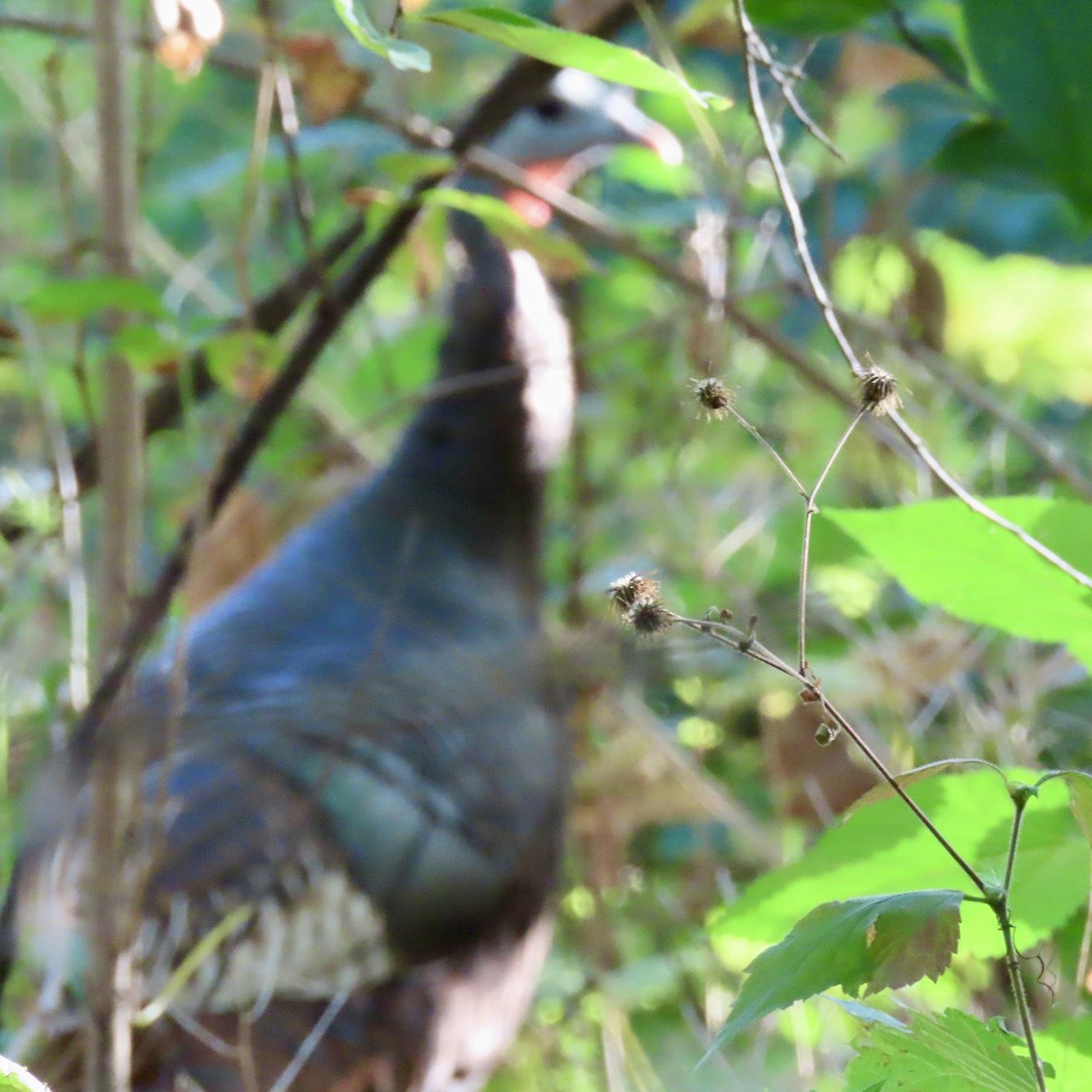 Wild Turkey - ML624226022