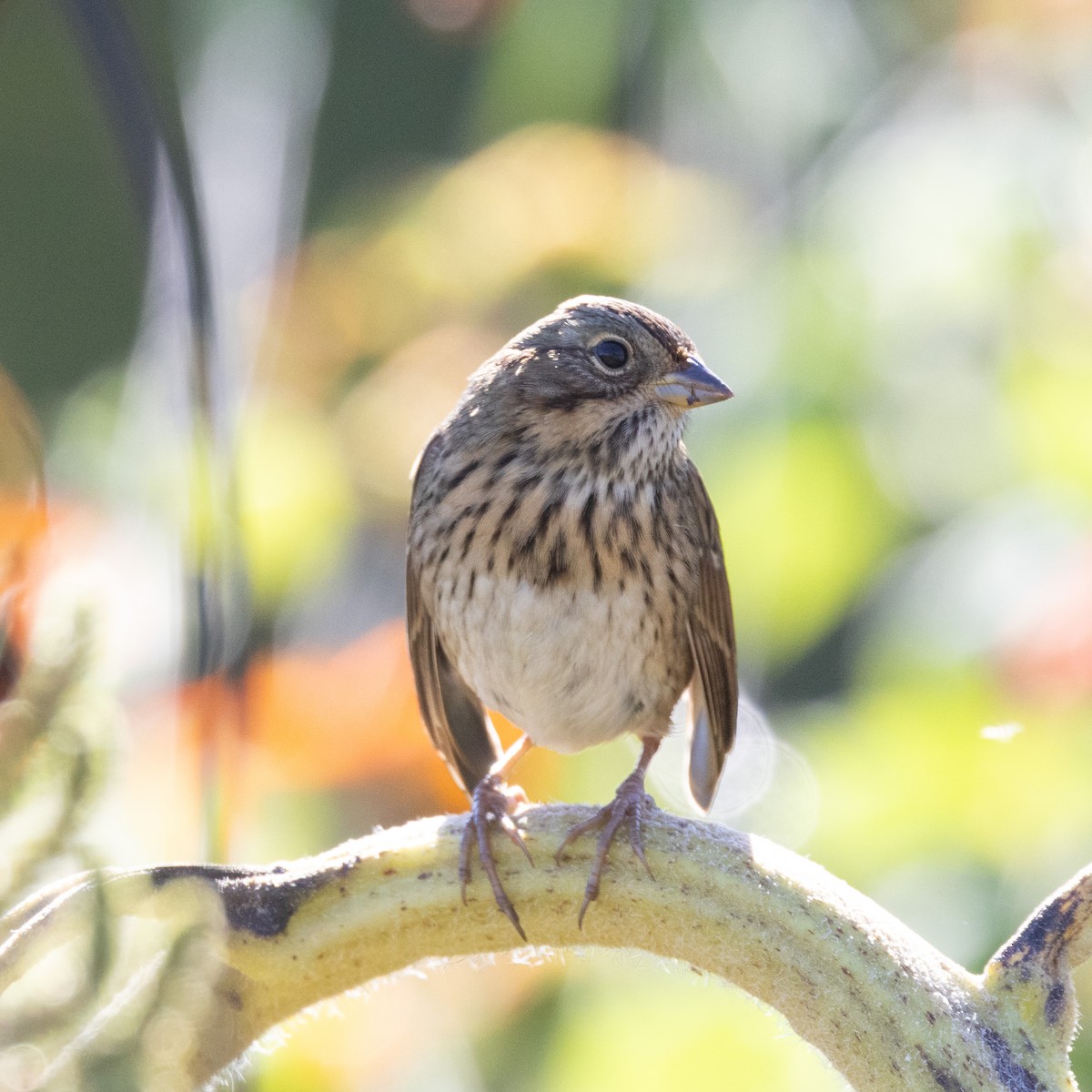 Lincoln's Sparrow - ML624226027