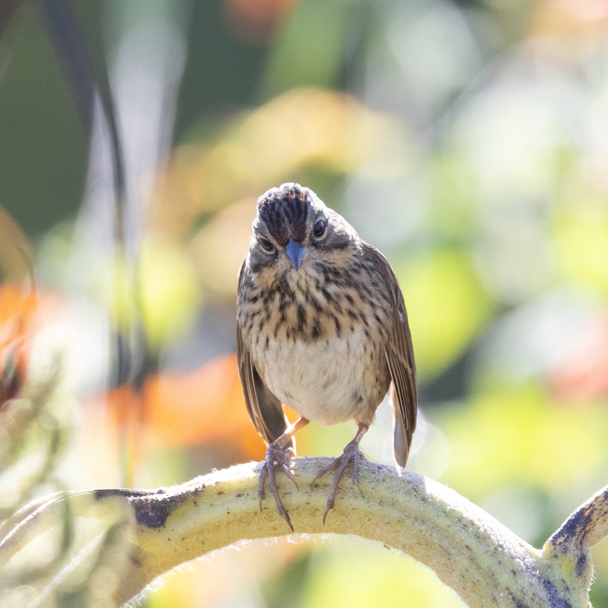 Lincoln's Sparrow - ML624226028