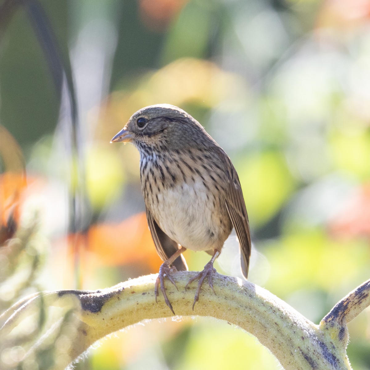 Lincoln's Sparrow - ML624226031