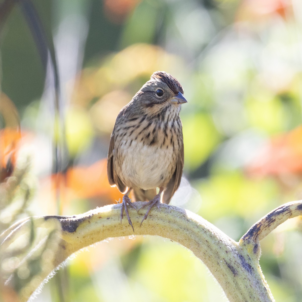 Lincoln's Sparrow - ML624226034