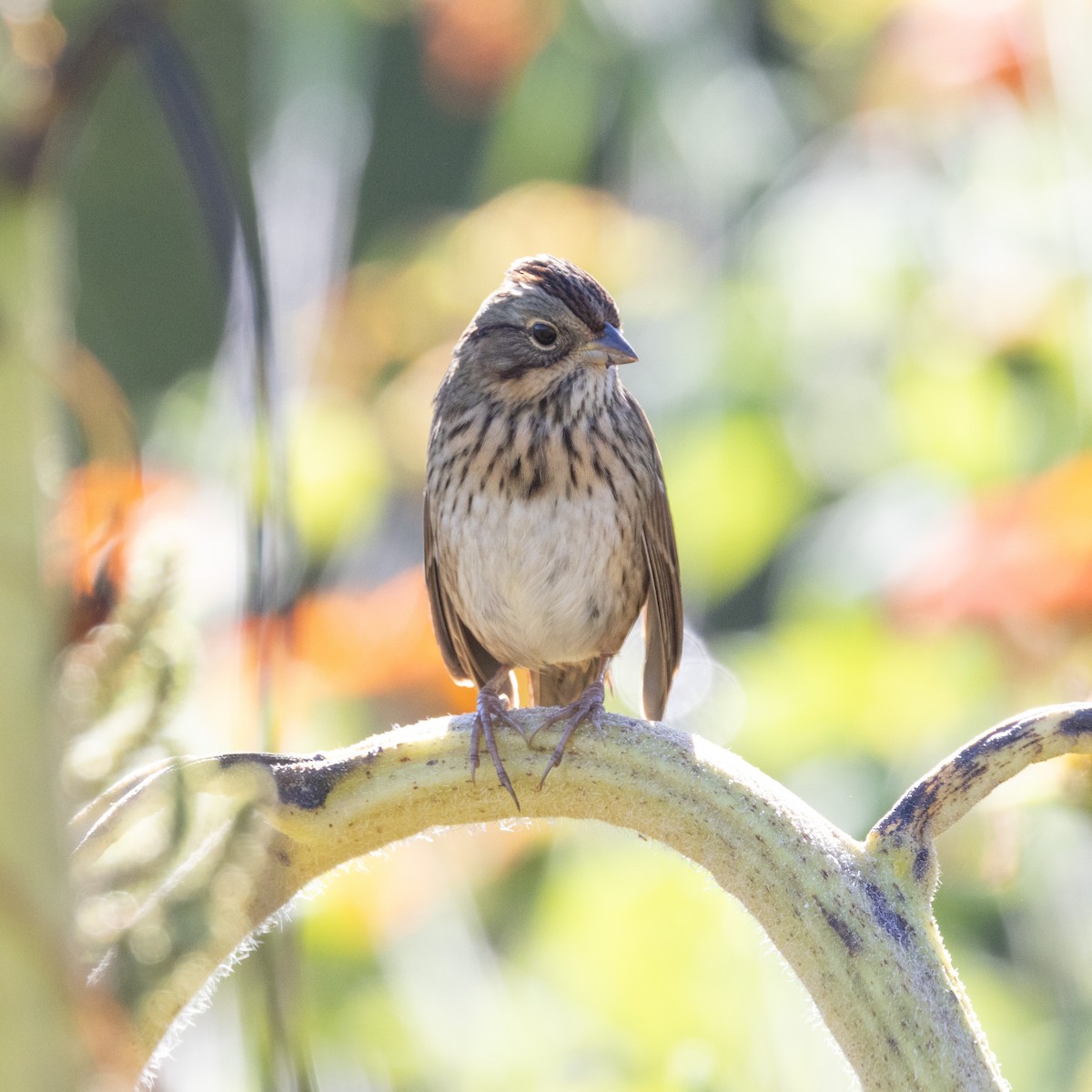 Lincoln's Sparrow - ML624226036