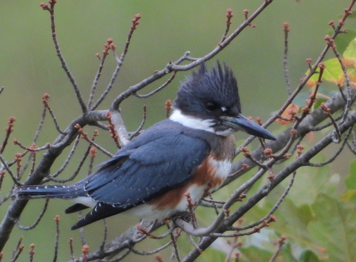 Belted Kingfisher - ML624226038