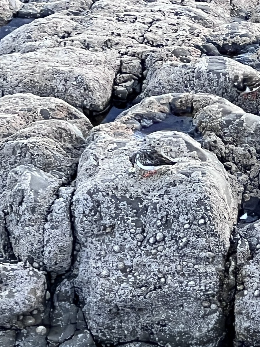 Ruddy Turnstone - ML624226051