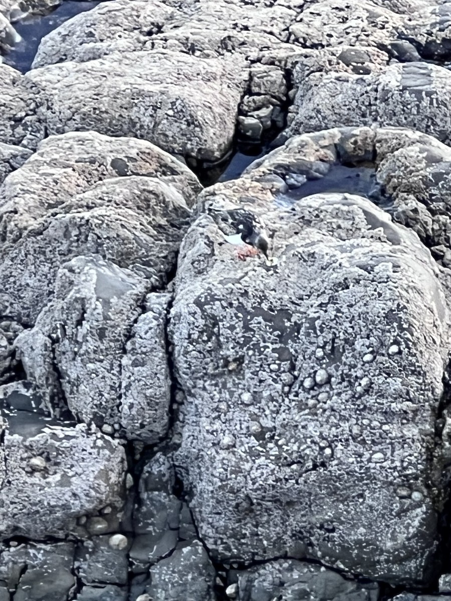 Ruddy Turnstone - ML624226054