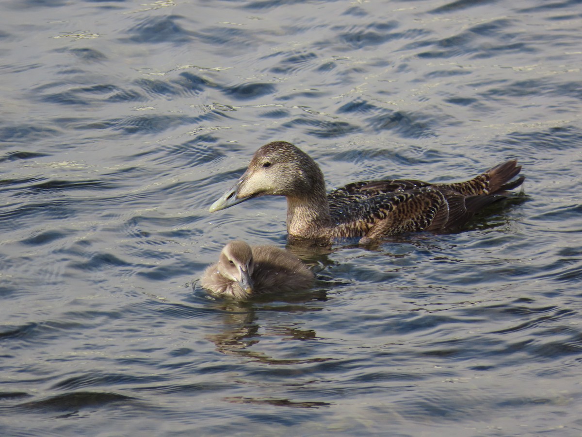 Common Eider - ML624226066