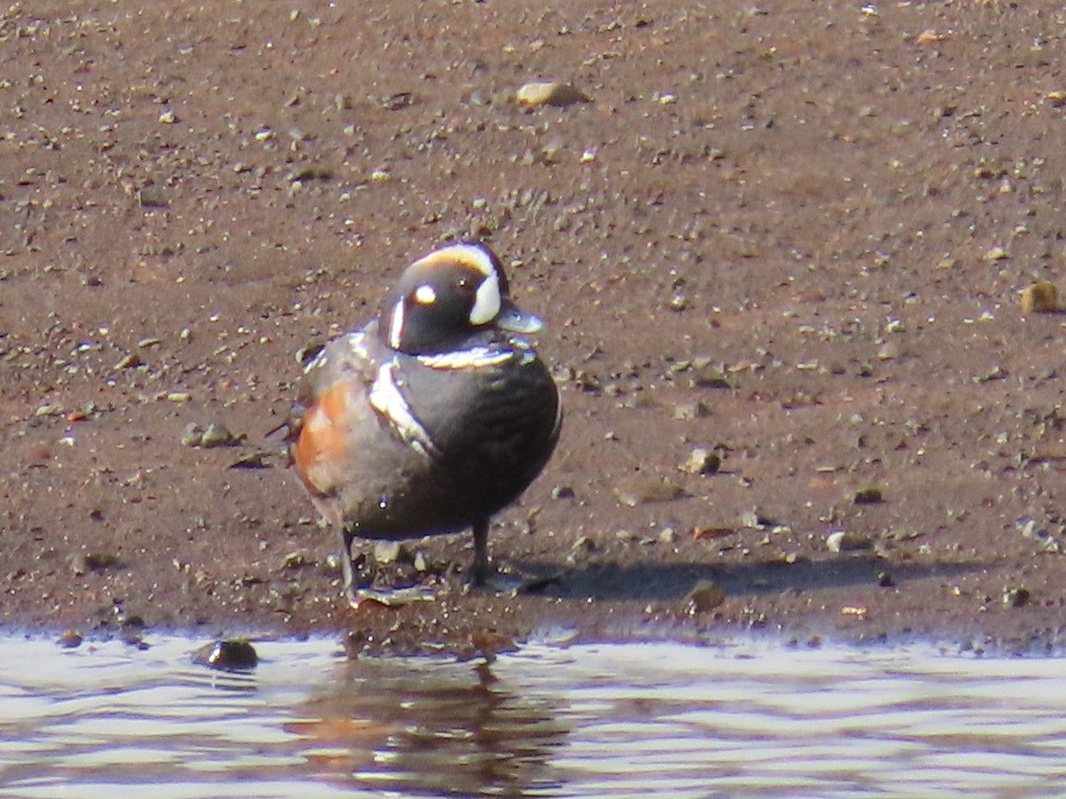 Harlequin Duck - ML624226076