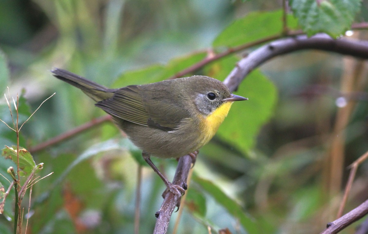 Common Yellowthroat - ML624226077