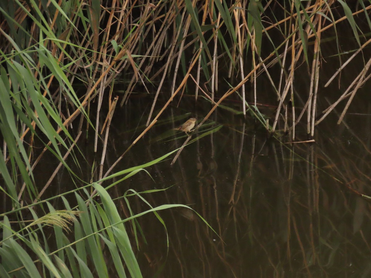 Sedge Warbler - ML624226109