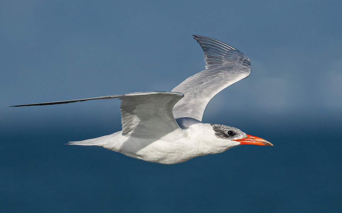 Caspian Tern - Wouter Van Gasse