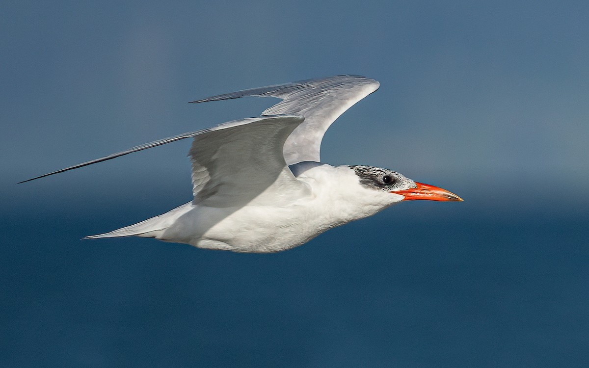 Caspian Tern - ML624226111