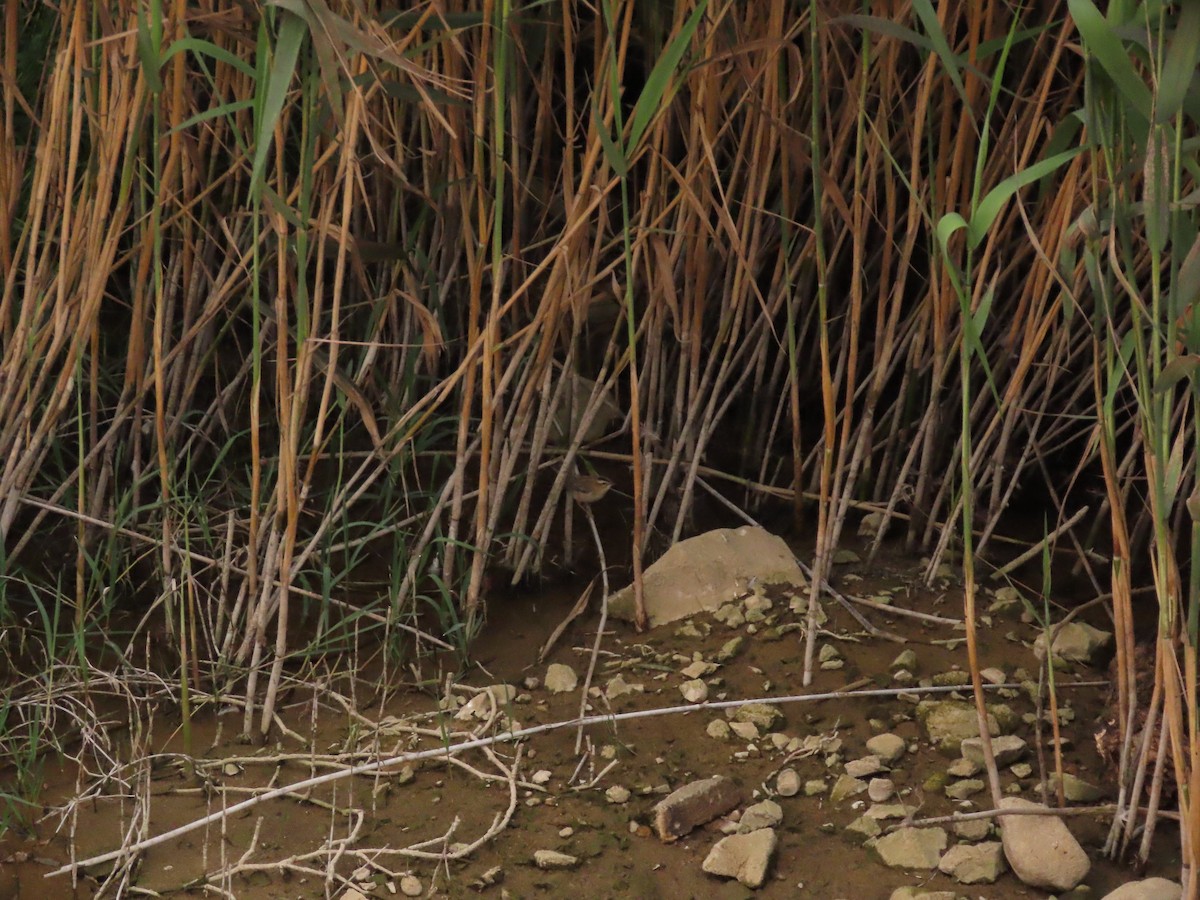 Sedge Warbler - ML624226112