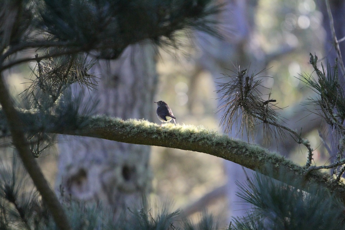 Hermit Thrush - ML624226113