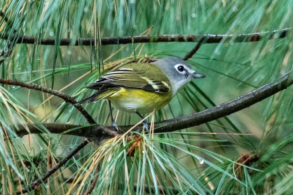 Blue-headed Vireo - ML624226114