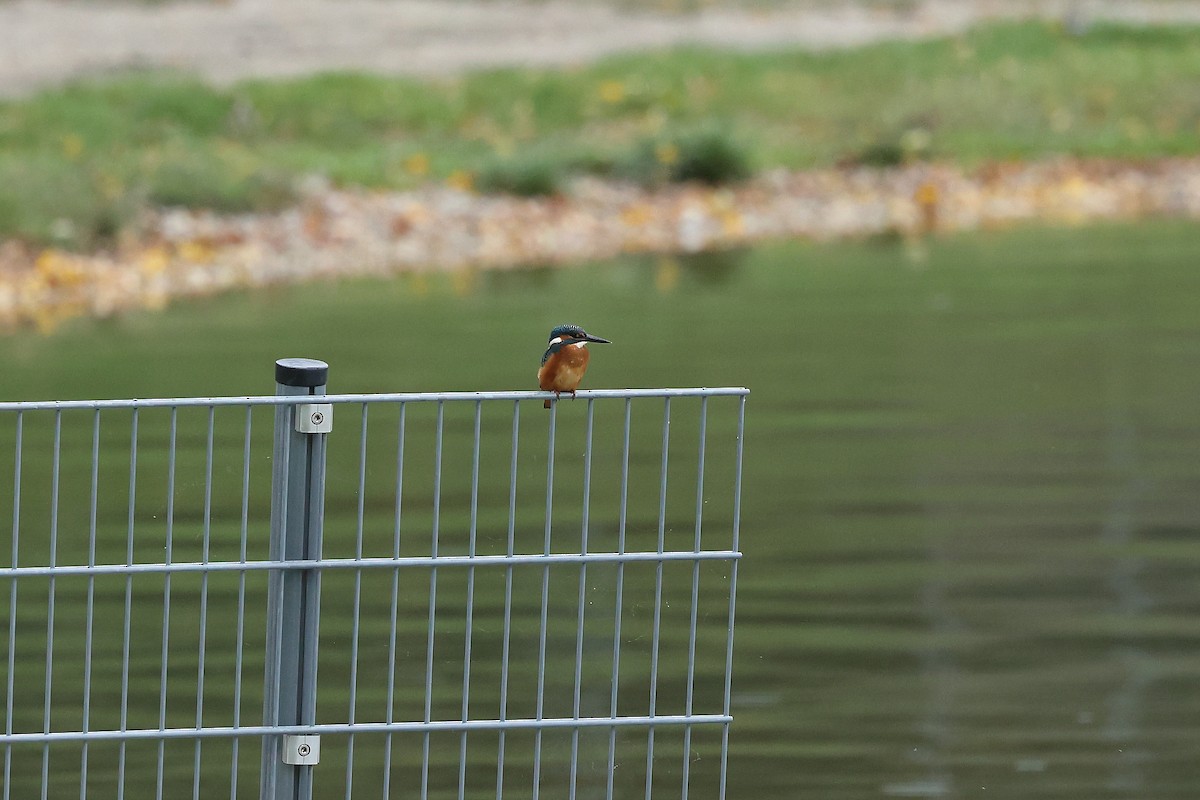 Common Kingfisher - ML624226115