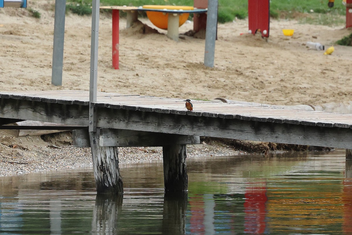 Common Kingfisher - ML624226116