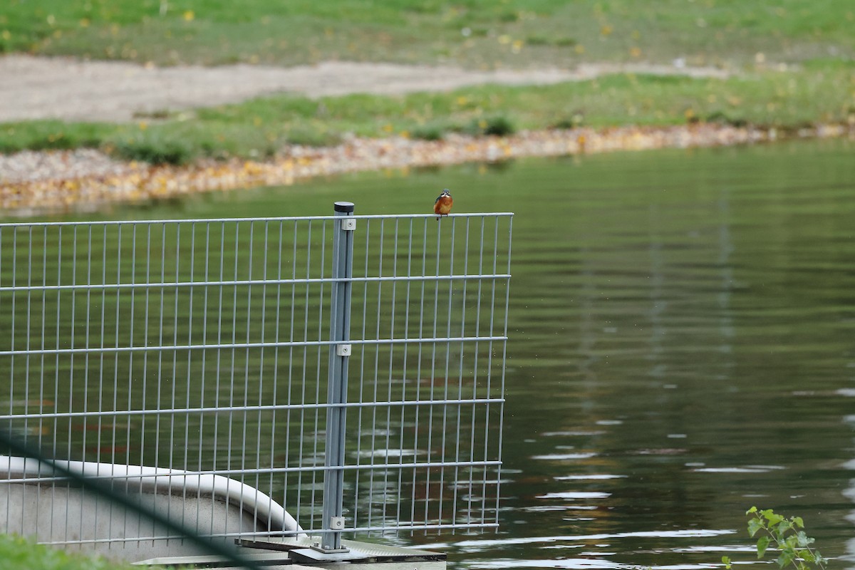 Common Kingfisher - ML624226117