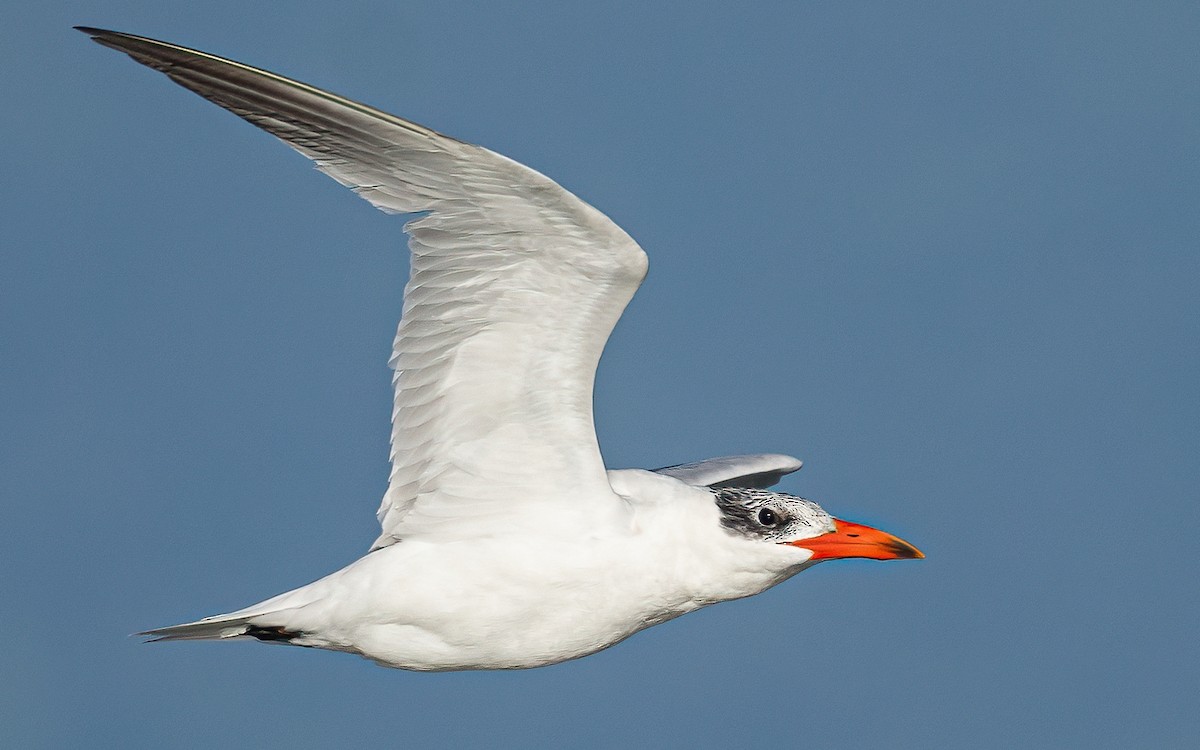 Caspian Tern - ML624226120