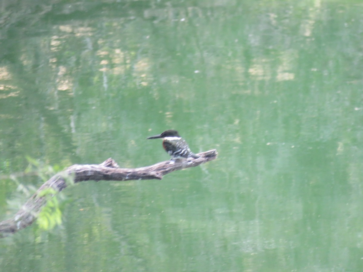 Green Kingfisher - Brion Thomas