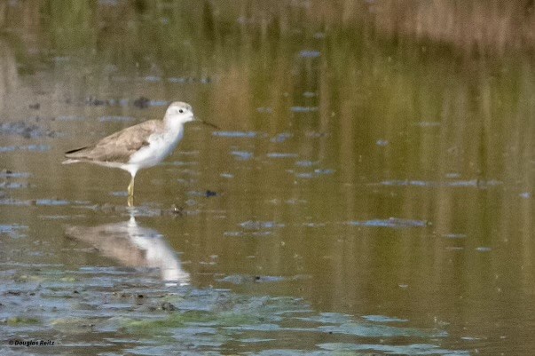 Marsh Sandpiper - ML624226123