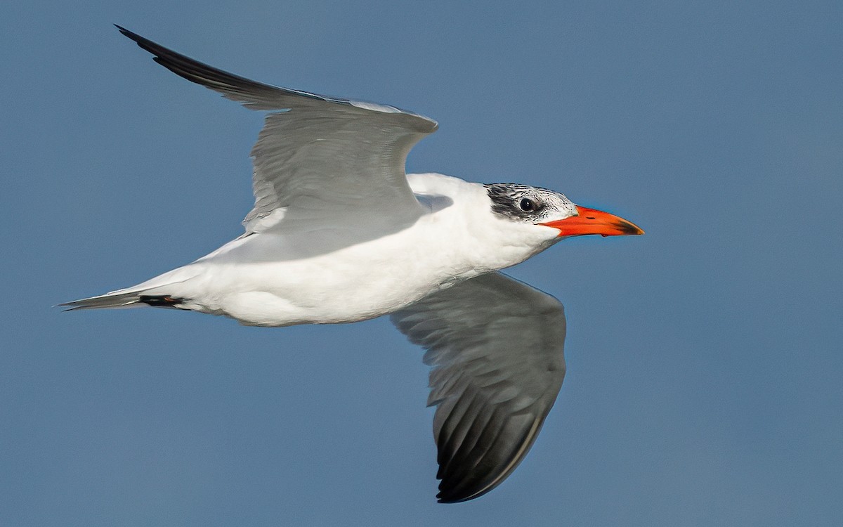 Caspian Tern - ML624226127