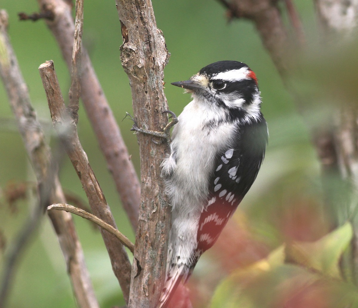 Downy Woodpecker - ML624226128