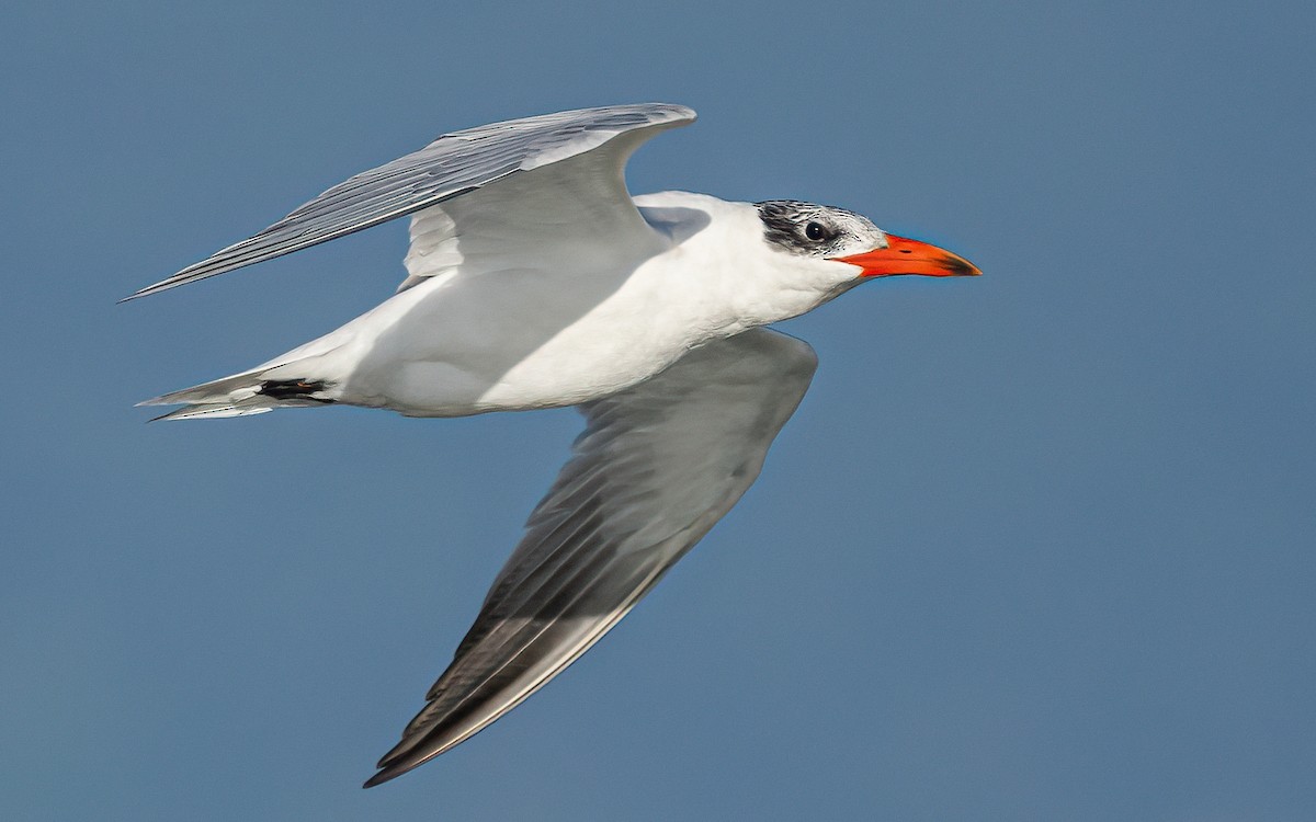 Caspian Tern - ML624226131