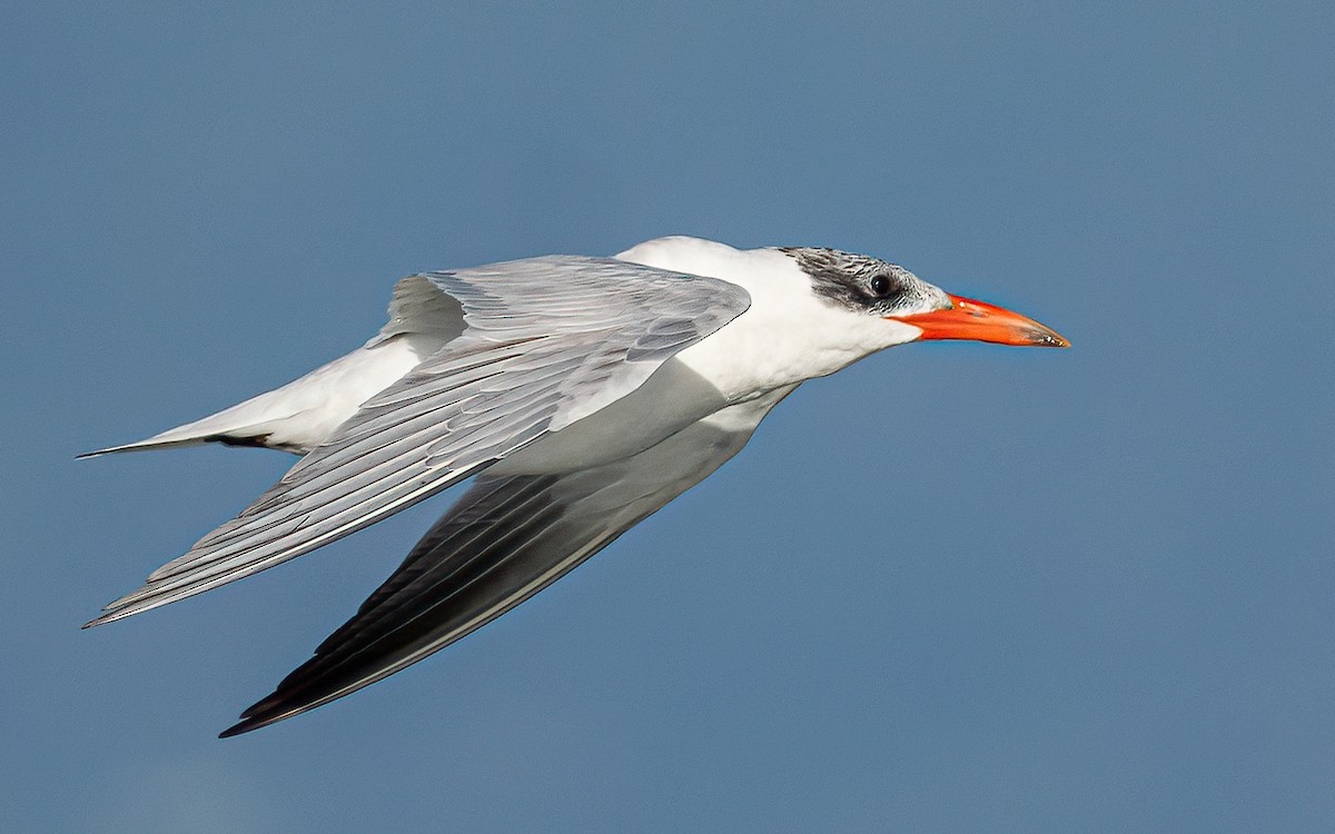 Caspian Tern - ML624226136