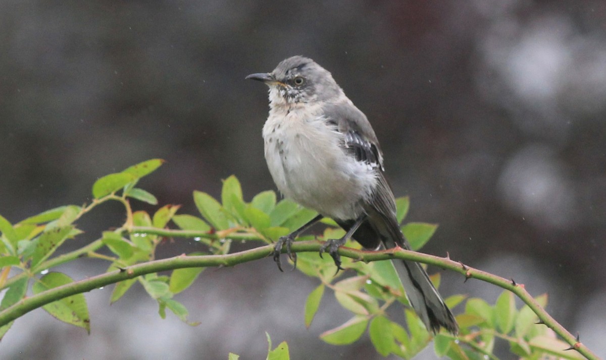 Northern Mockingbird - ML624226137